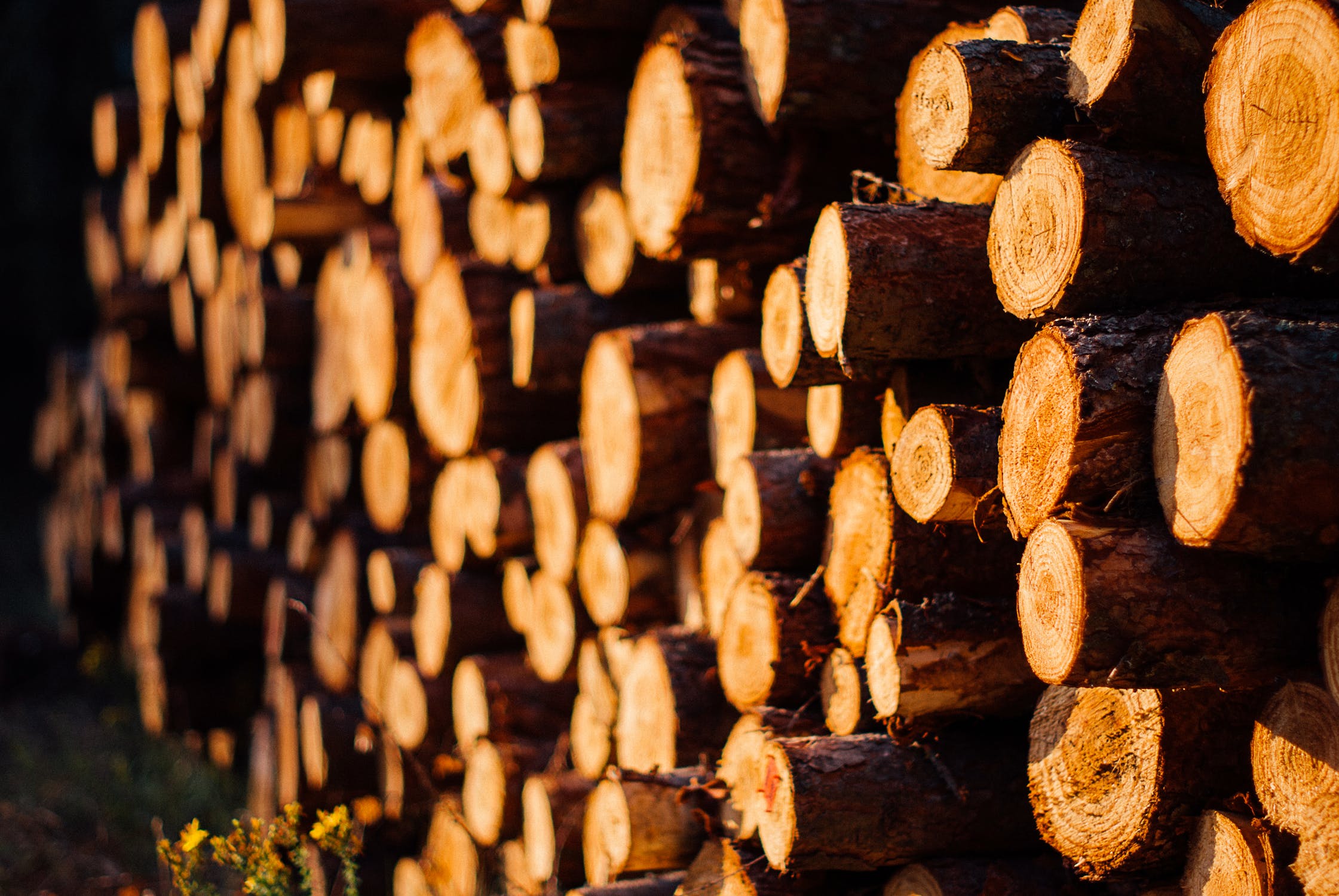 High Frequency-Vacuum Technology in Wood Drying